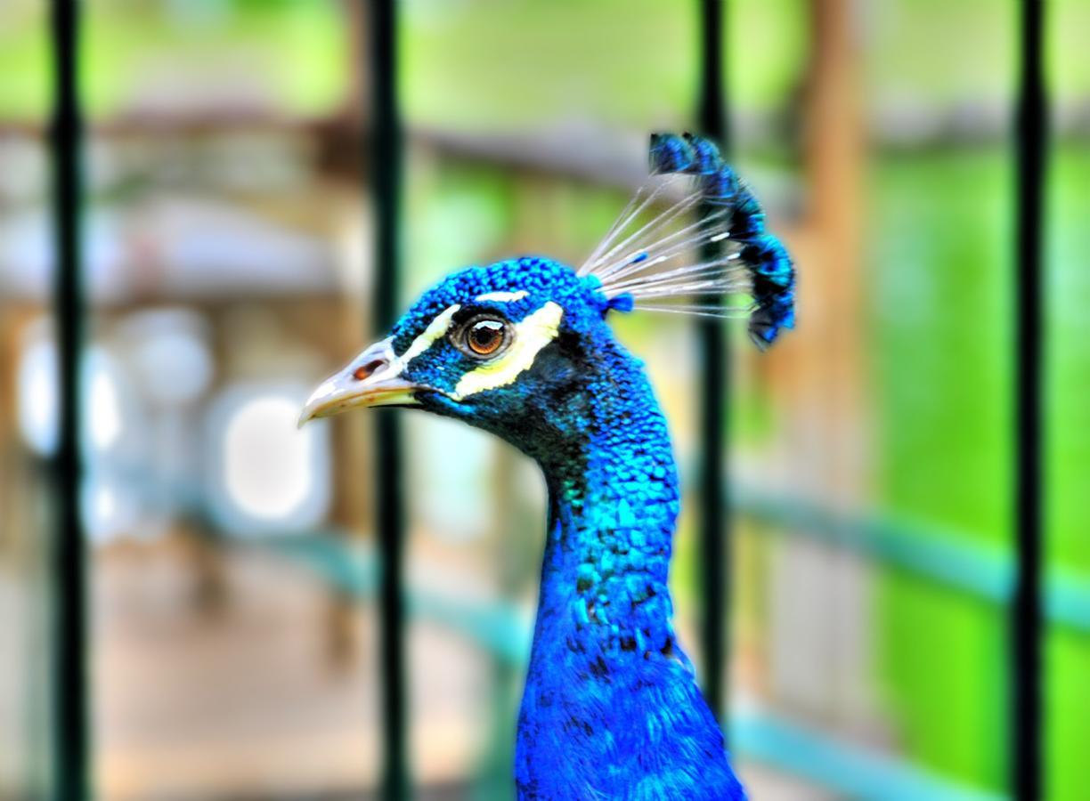 Eden Nature Park And Resort Davao City Extérieur photo